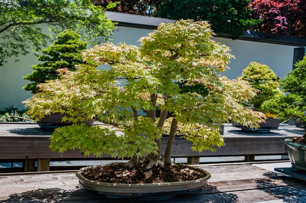 Japanese Maple Bonsai Tree National Arboretum Washington Usa Washington District — Stock Photo, Image