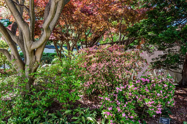 Beautiful Summer Day National Arboretum Washington District Columbia — Stock Photo, Image