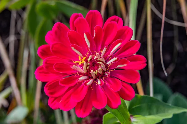 Red Zinnia Hanover Junction Pennsylvania Usa Seven Valleys Pennsylvania — Foto de Stock