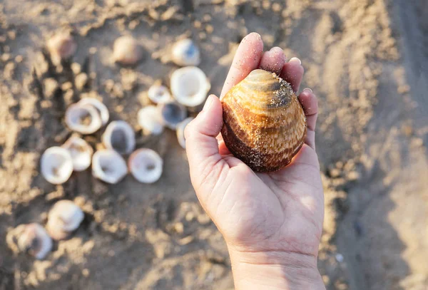 woman\'s hand holding a seashell selected from among a few collected during a summer day at the beach
