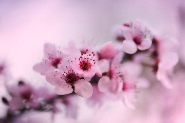 Doğanın arka planında çiçek açan pembe kiraz ağaçları. Bahar çiçekleri. Bahar arka planı. Bulanık konsept