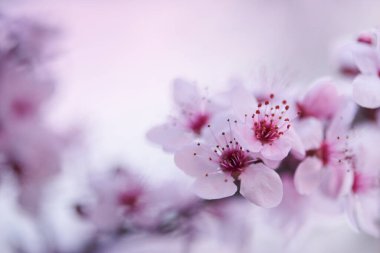 Baharda pembe çiçeklerle çiçek açan sakura, odak makrosu, kopyalama alanı olan doğal arka plan
