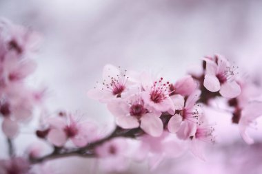 Güzel ve şirin pembe kiraz çiçekleri (sakura çiçekleri), duvar kağıdı arka planı, yumuşak odak, Tokyo, Japonya