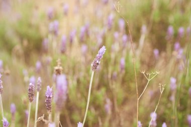 Lavanta çiçekleri gün ışığında yumuşak bir odak, pastel renkler ve bulanık bir arkaplan. Üzerinde yazı olan mor lavanta rengi..