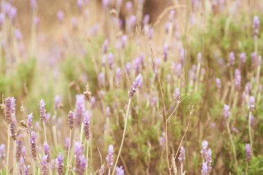 Gün batımında lavanta çalıları kapanır. Mor lavanta çiçeklerinin üzerinde gün batımı ışıldıyor