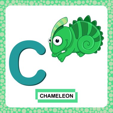 Beyaz arka planda yeşil bukalemun karikatürü olan C harfi büyük harf. Eğlenceli renkli bir hafıza kartı hayvanat bahçesi ve hayvanlar alfabesi. İngilizce kelime öğrenen çocuklar için eğitim kartı. Vektör EPS