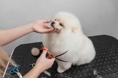 Kadın kuaförde pomeranian salyangozlarını buduyor.