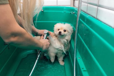 Pomeranya tükürüğü köpek banyosunda şampuanla duş alıyor