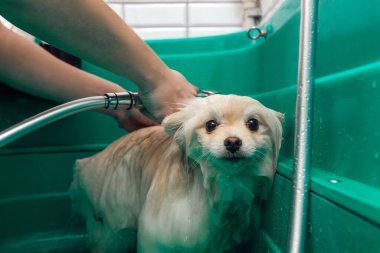 Pomeranya tükürüğü köpek banyosunda şampuanla duş alıyor