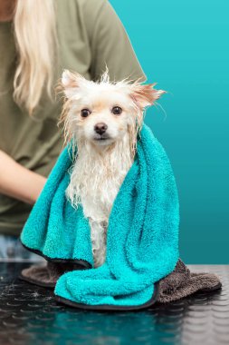 Cyan arka planda yalıtılmış banyo sonrası havluyla Pomeranya salyası