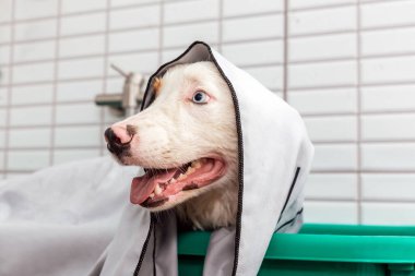 Avustralya çobanı köpek banyosunda şampuanla duş alıyor.