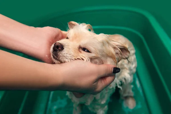 Spitz da Pomerânia está tomando banho com xampu no banho do cão — Fotografia de Stock