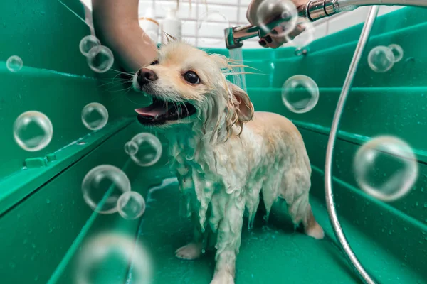 Spitz poméranien se douche avec shampooing dans le bain de chien — Photo