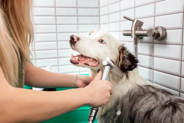 Pastor australiano está tomando banho com xampu no banho do cão — Fotografia de Stock