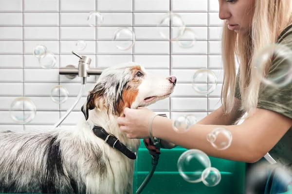Berger australien se douche avec shampooing dans le bain pour chien — Photo