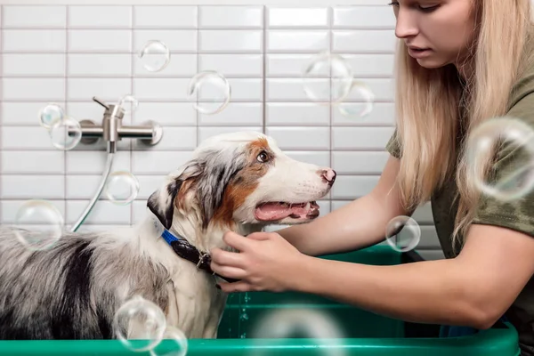 Pastor australiano está tomando banho com xampu no banho do cão — Fotografia de Stock