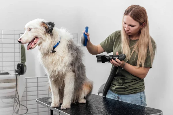 Feminino é grooming e aparar pastor australiano no salão — Fotografia de Stock