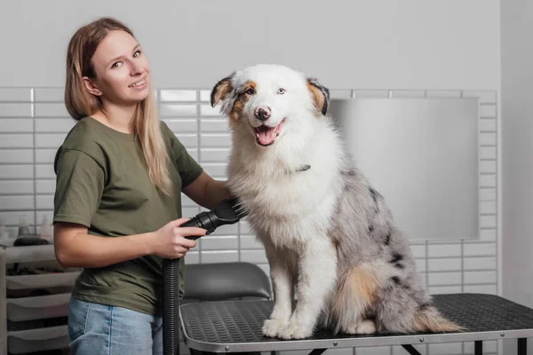 Dişi, kuaförde Avustralyalı çoban köpeği tımar ediyor.