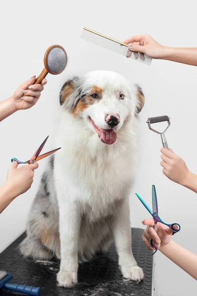 Female is grooming and trimming Australian shepherd in salon — Stock Photo, Image