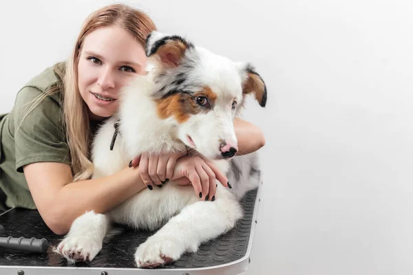 Feminino é grooming e aparar pastor australiano no salão — Fotografia de Stock