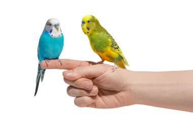 İki mavi ve sarı dalgalı papağan, beyaz arka planda tek başlarına oturuyorlar.