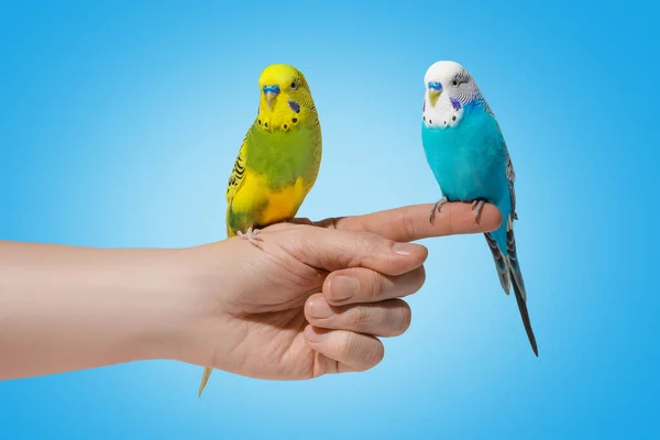 Dwie niebiesko-żółte papugi siedzą na niebieskim tle — Zdjęcie stockowe