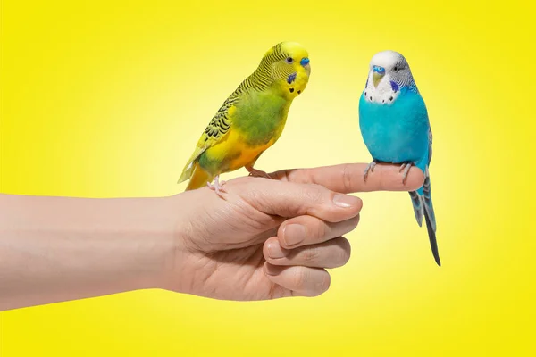 Dwie niebiesko-żółte papugi siedzą na żółtym tle — Zdjęcie stockowe
