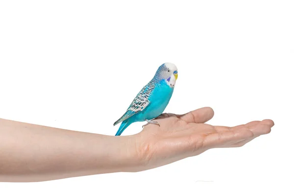 Loro ondulado azul cielo sentado en la mano aislado sobre fondo blanco — Foto de Stock