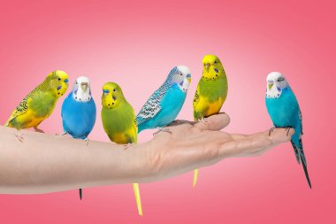 Mavi ve sarı dalgalı papağanlar pembe arka planda el ele oturuyor.