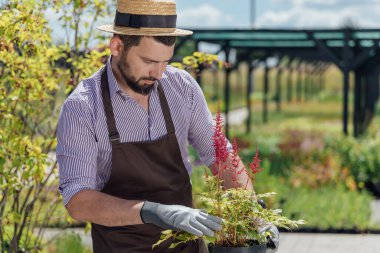 Bir bahçe merkezinde uzun ömürlü bitkiler yetiştirme ve bakımı kavramı