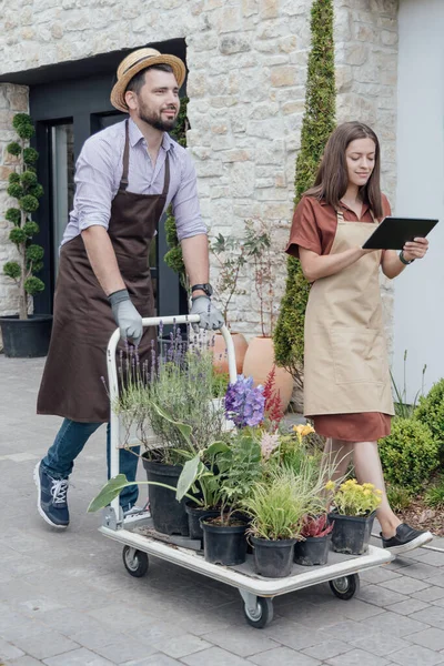 Concept Growing Caring Perennial Plants Garden Center — Stockfoto