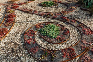 Çeşitli renklerde sulu bitkiler ekildi.