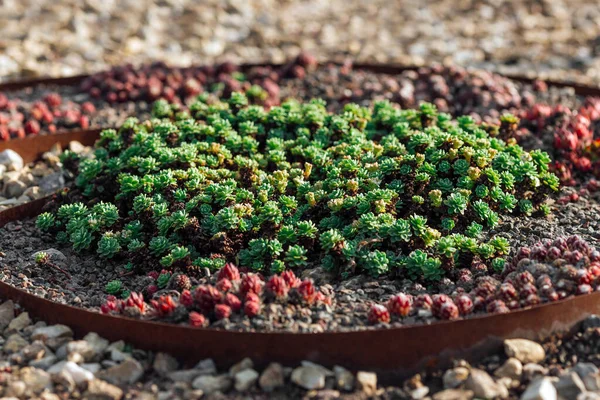 Various Multicolored Succulent Plants Planted Outdoor — Fotografia de Stock