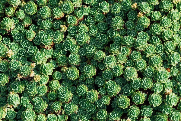 Различные Разноцветные Суккулентные Растения Посажены Открытом Воздухе — стоковое фото
