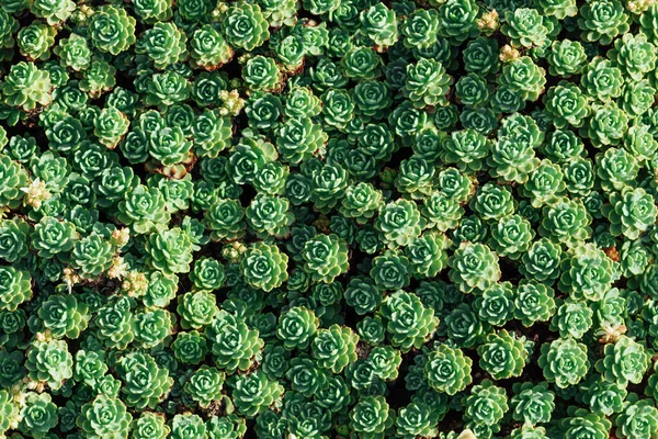 Various Multicolored Succulent Plants Planted Outdoor — Fotografia de Stock