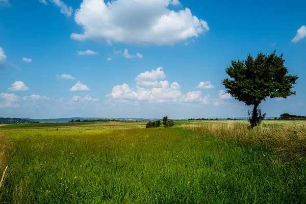 Eine Grüne Wiese Mit Einem Einsamen Baum Schöner Blauer Himmel — Stockfoto