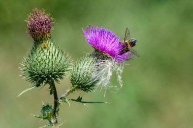 Meşgul küçük bir arı devedikeni çiçeğinden nektar arıyor..