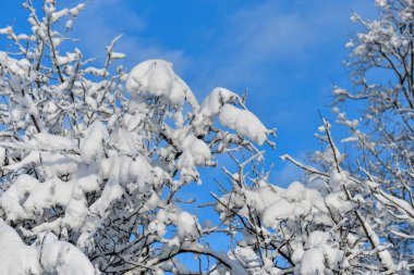 Taze kar kaplı dallar ve mavi bir gökyüzü.