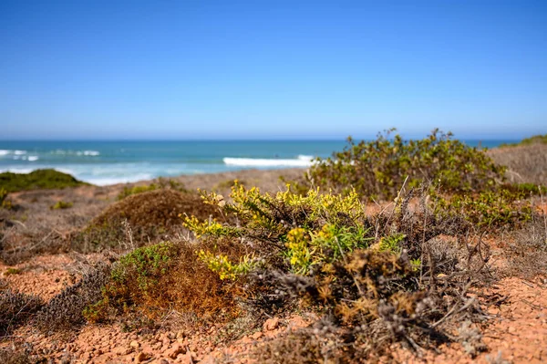 Algarve 'deki kayalıklar çorak bitkilerle dolu..