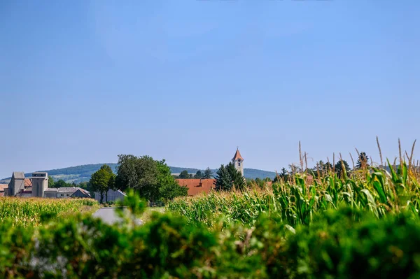 收割前不久的一片玉米地 背景是一个小村庄和乡村教堂 — 图库照片