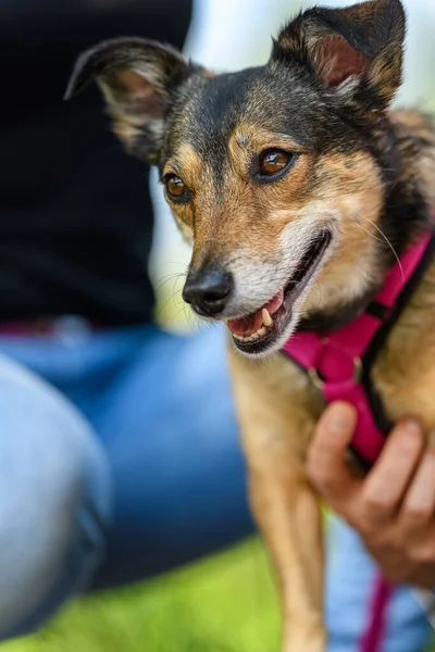 Küçük sevimli bir köpek güneşli bir günde metresiyle poz veriyor..