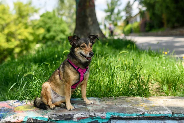 Küçük bir köpek yürüyor ve sığ bir duvarda poz veriyor..