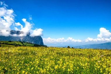 İtalyan Dolomitleri 'nde bir çayırda çiçek açan harika bir yaz çiçeği arka planda büyük kayalık bir dağ var..