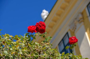 Şatonun önünde açan bir gül çalısı..
