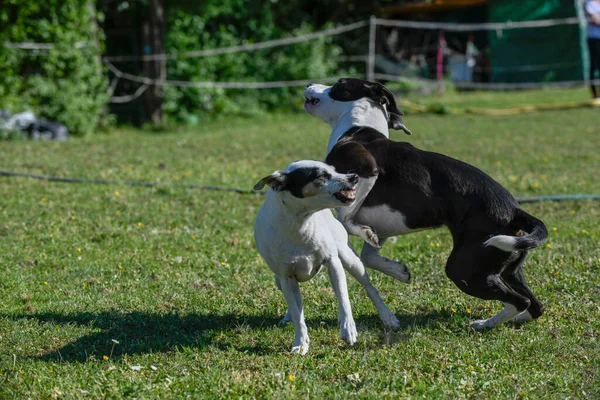 Двоє Собак Кружляють Лузі Разом — стокове фото