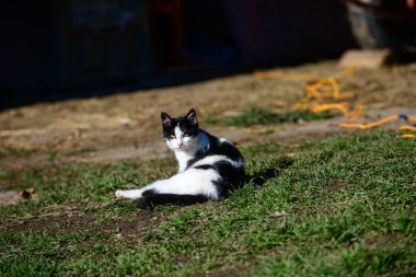 Siyah ve beyaz bir kedi çimenlerde rahatça uzanır..