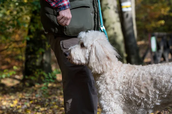 Güzel bir Doodle köpeği sahibine yakın duruyor ve harekete geçmesini bekliyor..