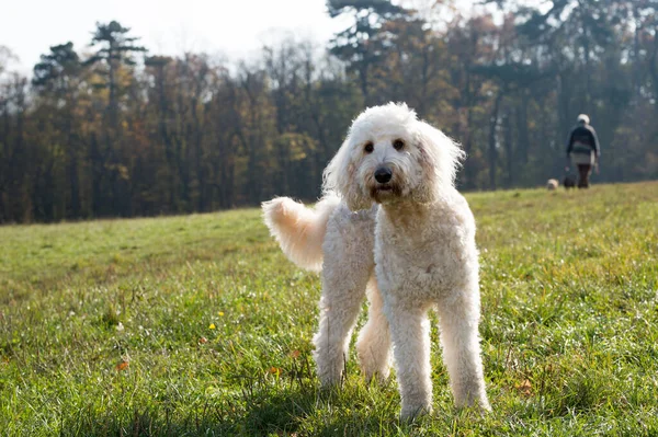 Güzel bir Doodle Dog köpek parkında kameraya poz veriyor..