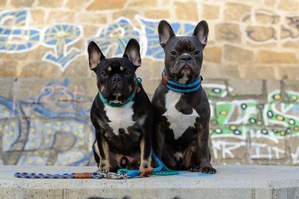İki Fransız bulldog yan yana oturuyor ve kameraya bakıyor..