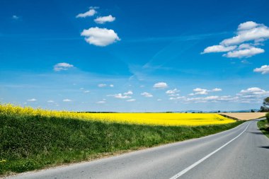 Neredeyse bulutsuz bir gökyüzü olan kolza tohumu tarlası boyunca bir köy yolu..